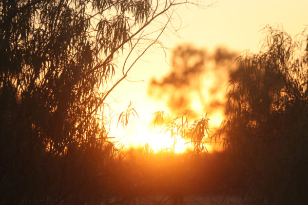 Bush Sunrise through trees.